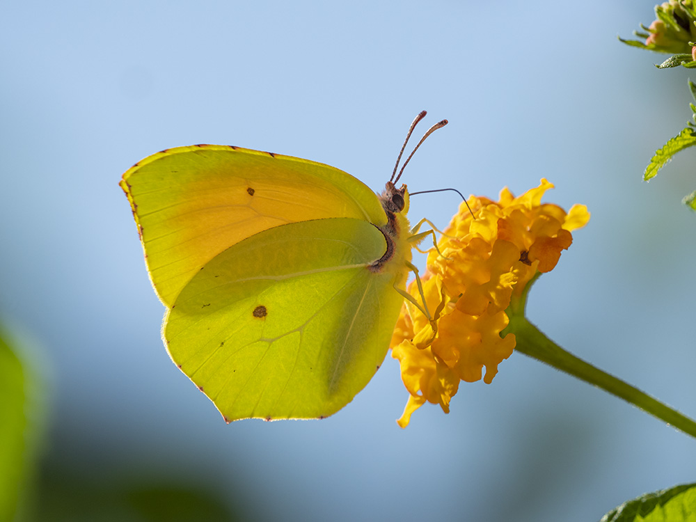 Gonepteryx rhamni?